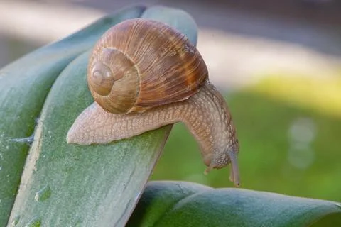Snail on a green leaf, macro Stock Photos