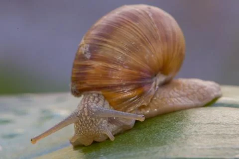 Snail on a green leaf, macro Stock Photos
