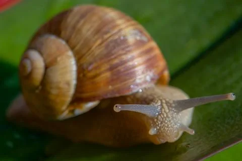 Snail on a green leaf, macro Stock Photos