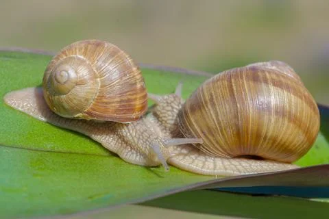 Snail on a green leaf, macro Stock Photos