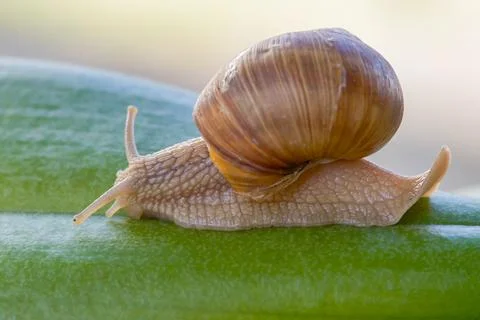 Snail on a green leaf, macro Stock Photos