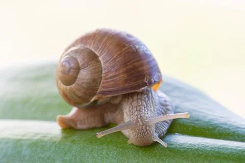 Snail on a green leaf, macro Stock Photos