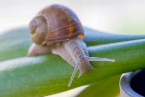 Snail on a green leaf, macro Stock Photos