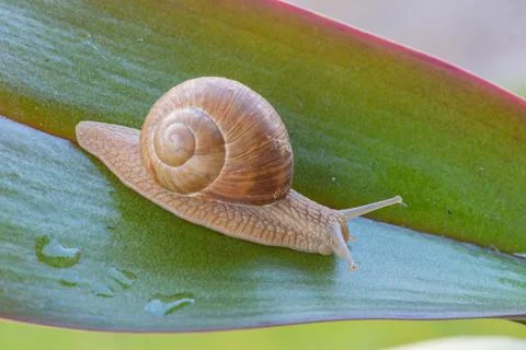 Snail on a green leaf, macro Stock Photos