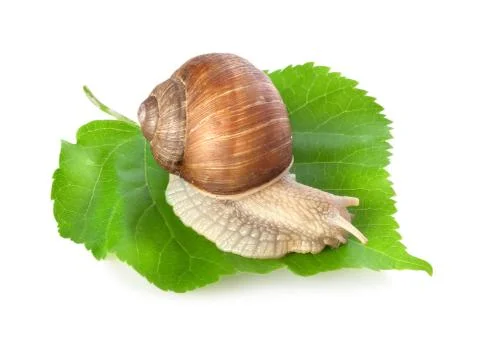 Snail on a green leaf Stock Photos