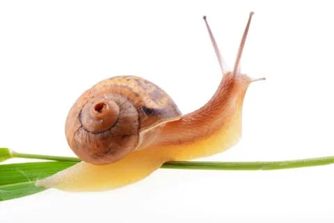 Snail on a green leaf Stock Photos