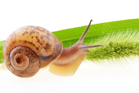 Snail on a green leaf Stock Photos