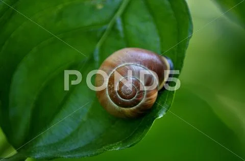 Snail in green leaf. Stock Photos