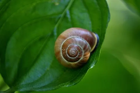 Snail in green leaf. Stock Photos