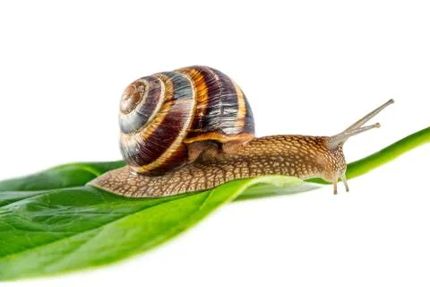 Snail on green leaf Stock Photos