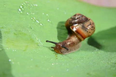 Snail on a green leaf Stock Photos