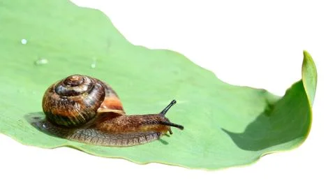 Snail on a green leaf Stock-Fotos