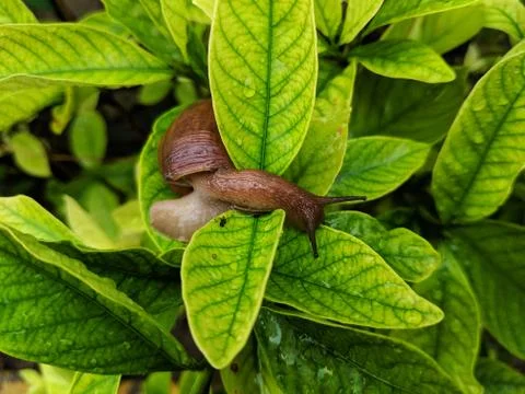 A snail on the green leaf Stock Photos