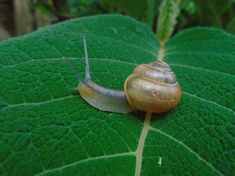 A snail on a green leaf Stock Photos