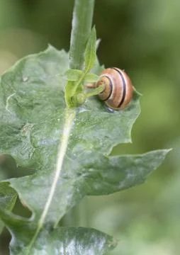 Snail on a green leaf Stock Photos