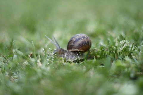 Snail on a green leaf Foto stock