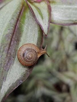 Snail on a green leaf Foto stock
