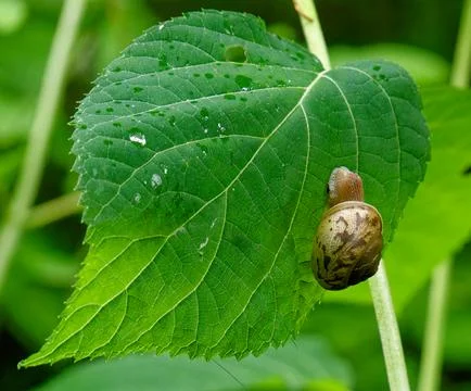 Snail on green leaf Foto stock