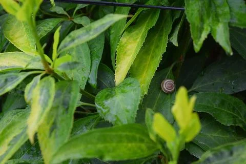 Snail on a green leaf Stock Photos