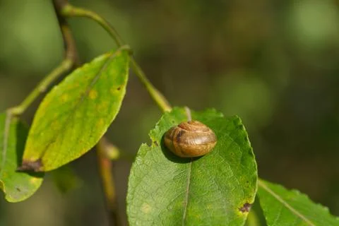 Snail on a green leaf in the rays of setting sun Stock Photos