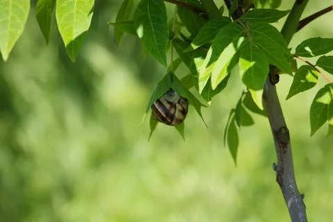 Snail on green leaf. spring time and green color background. Stock Photos