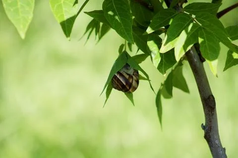 Snail on green leaf. spring time and green color background. Stock Photos