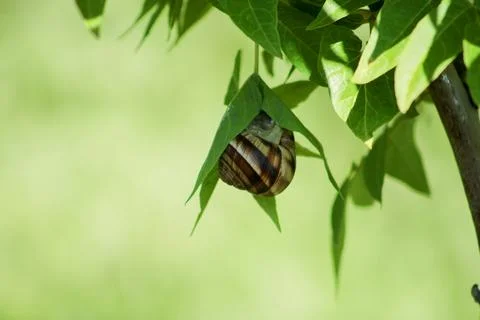 Snail on green leaf. spring time and green color background. Stock Photos