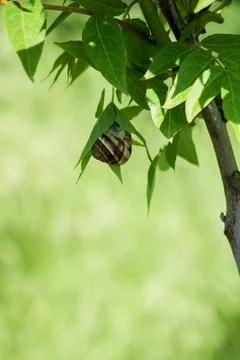 Snail on green leaf. spring time and green color background. Stock Photos