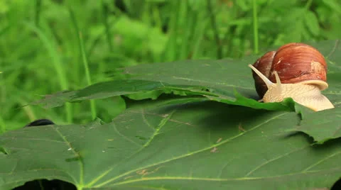 Snail on a green leaf. Time lapse Stock Footage 25131486