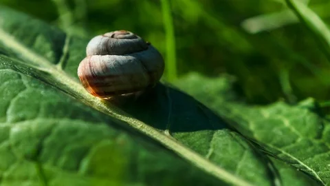 Snail on a green leaf. Time Lapse Video. Stock Footage 95843040
