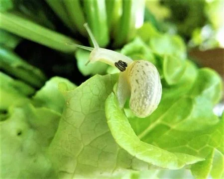 Snail on green leafs Foto stock