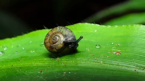 Snail on green leaves. Stock-Footage 78109908