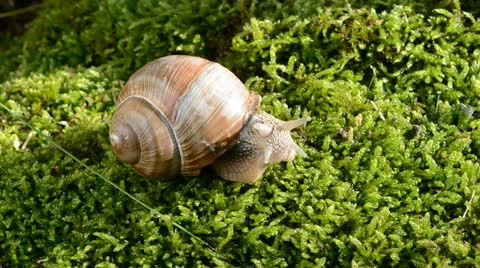 Snail on green moss Stock Footage 12313296