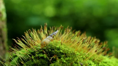 Snail on Green Moss Stock Footage 116797473