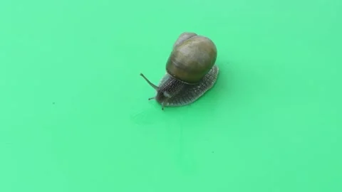 Snail on green rotation background. Side view. Stock Footage 163805753