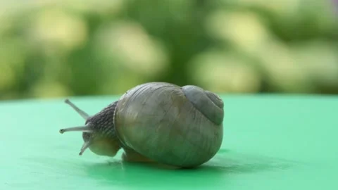 Snail on green rotation background. Side view. Stock Footage 163805917