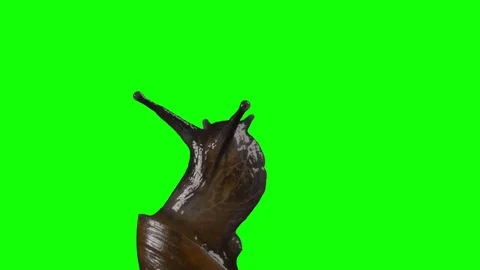 Snail green screen. 動画素材 77520697