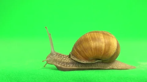Snail on a green screen Vídeo Stock 132405027