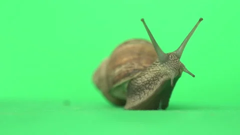 Snail on green screen Stock Footage 202631525