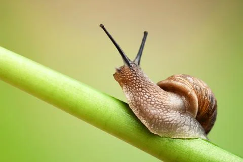 Snail on green stem Stock Photos