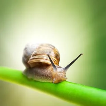 Snail on green stem Foto stock