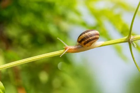 Snail on green stem. Stock Photos