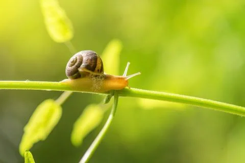 Snail on green stem. Stock Photos