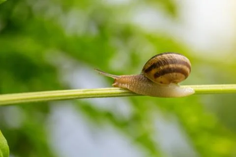 Snail on green stem. Stock Photos