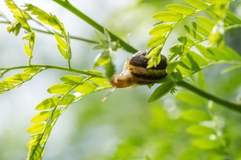 Snail on green stem. Stock Photos