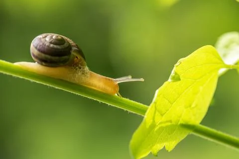 Snail on green stem. Stock Photos