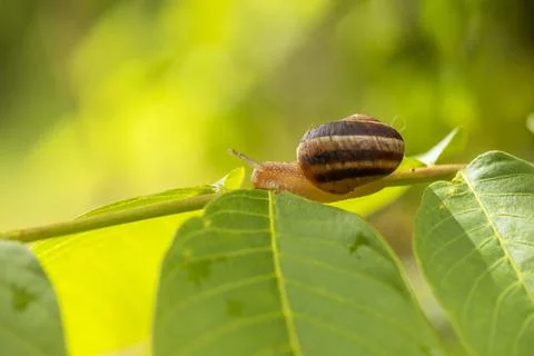 Snail on green stem. Stock Photos