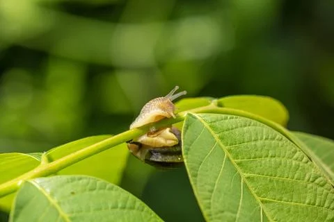 Snail on green stem. Stock Photos