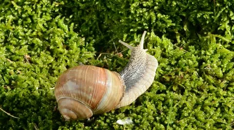 Snail on green summer moss Stock Footage 11708337