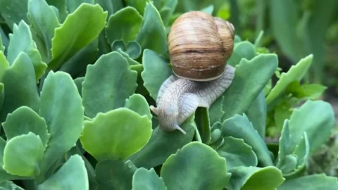 Snail on Greenery Stock Footage 310433707